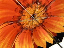 Il Marchesato Exclusive umbrella Sunflower design Hot